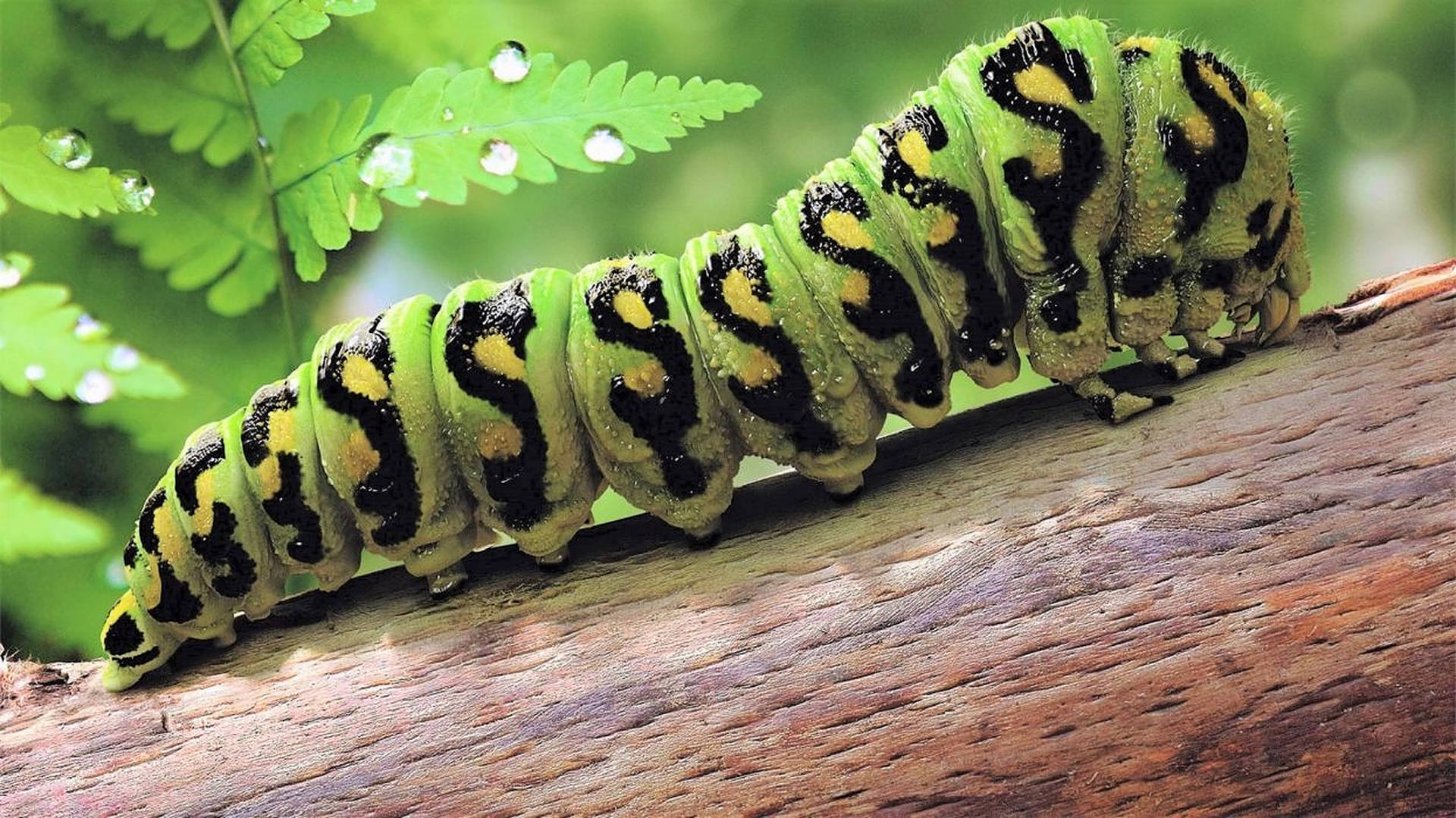 Padrãode Letra S De Inseto Caterpillar. Papel de Parede