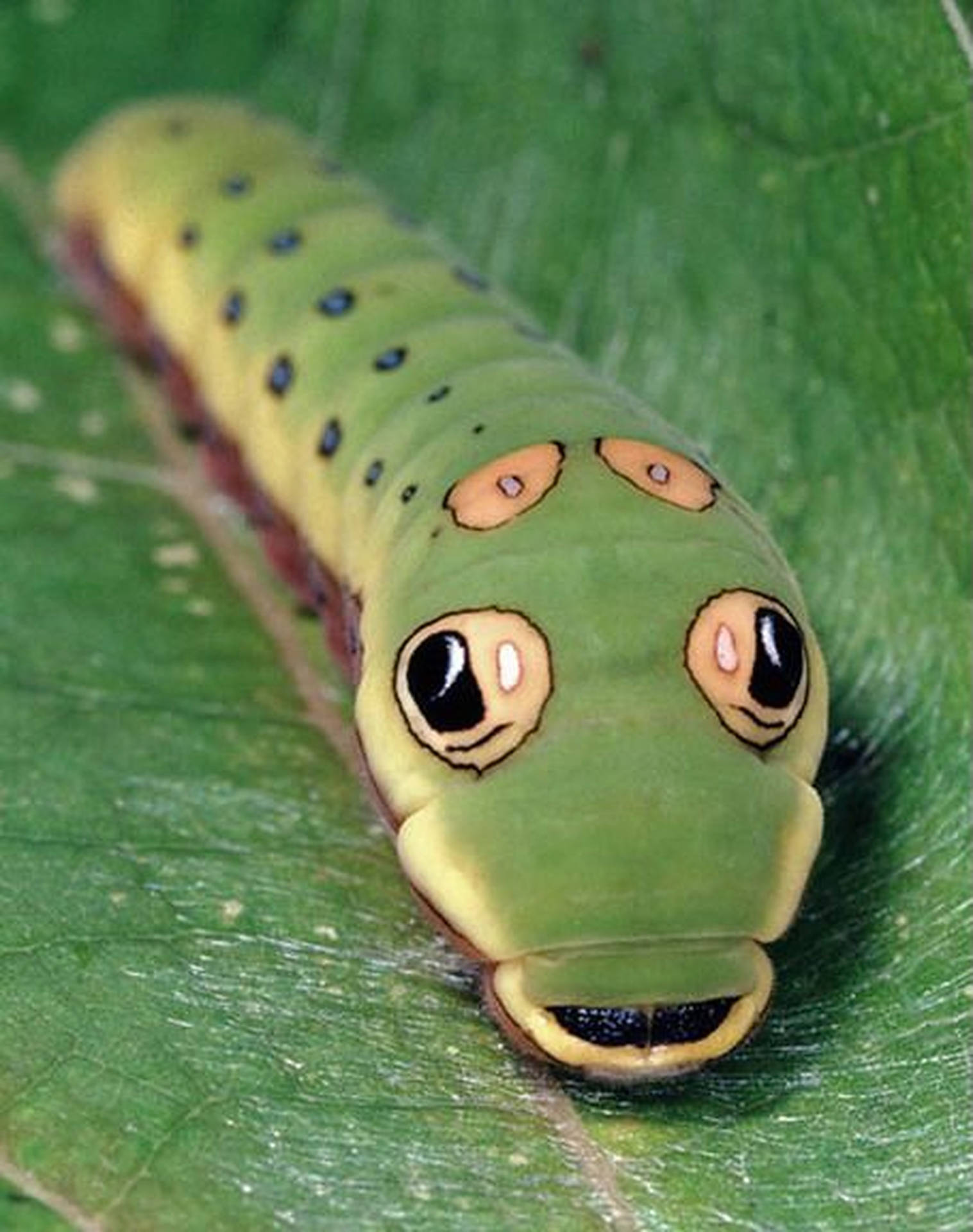 Caterpillar Insekt Snake Face Wallpaper
