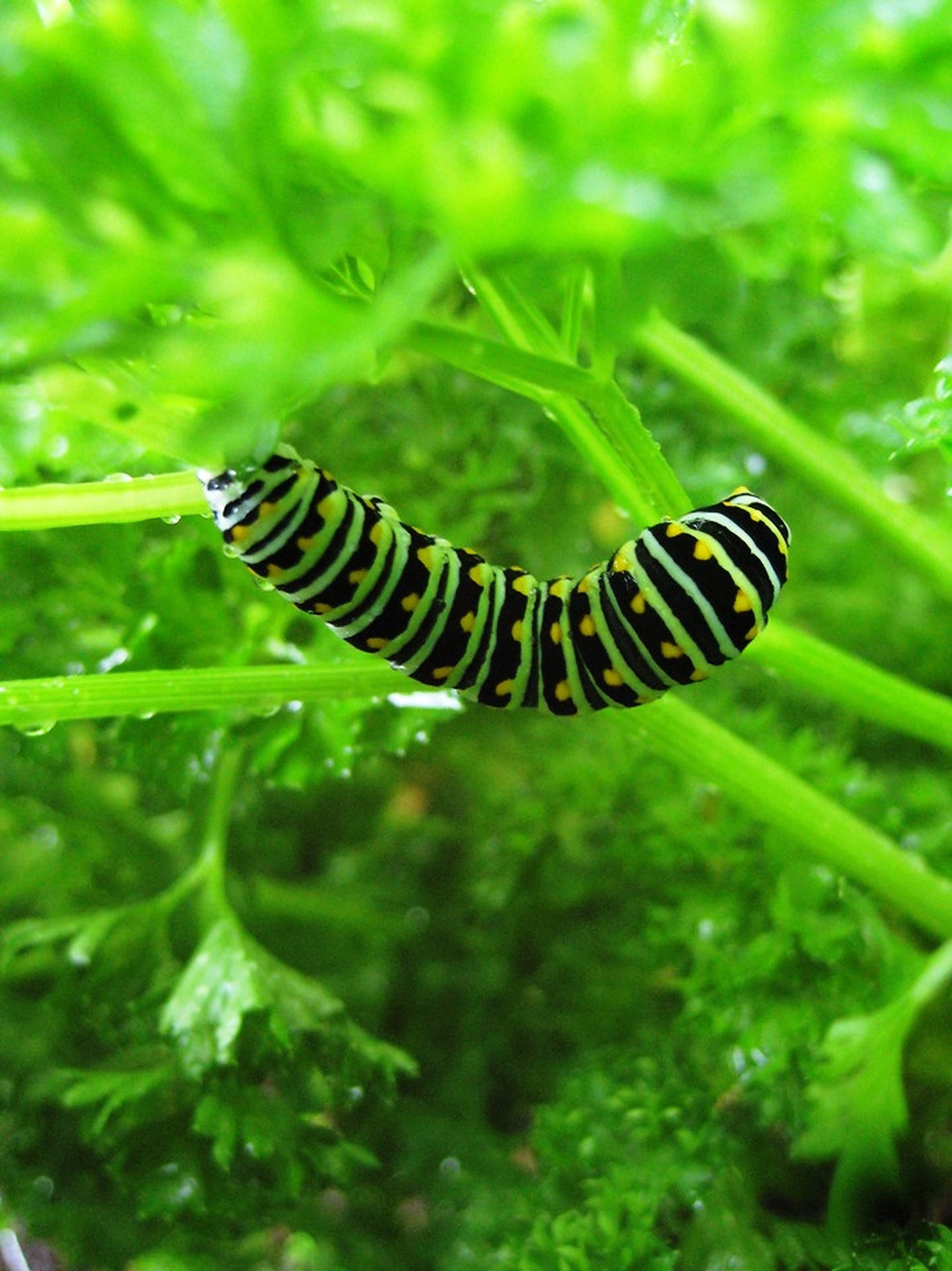 Caterpillar Insect Under Green Plant Wallpaper