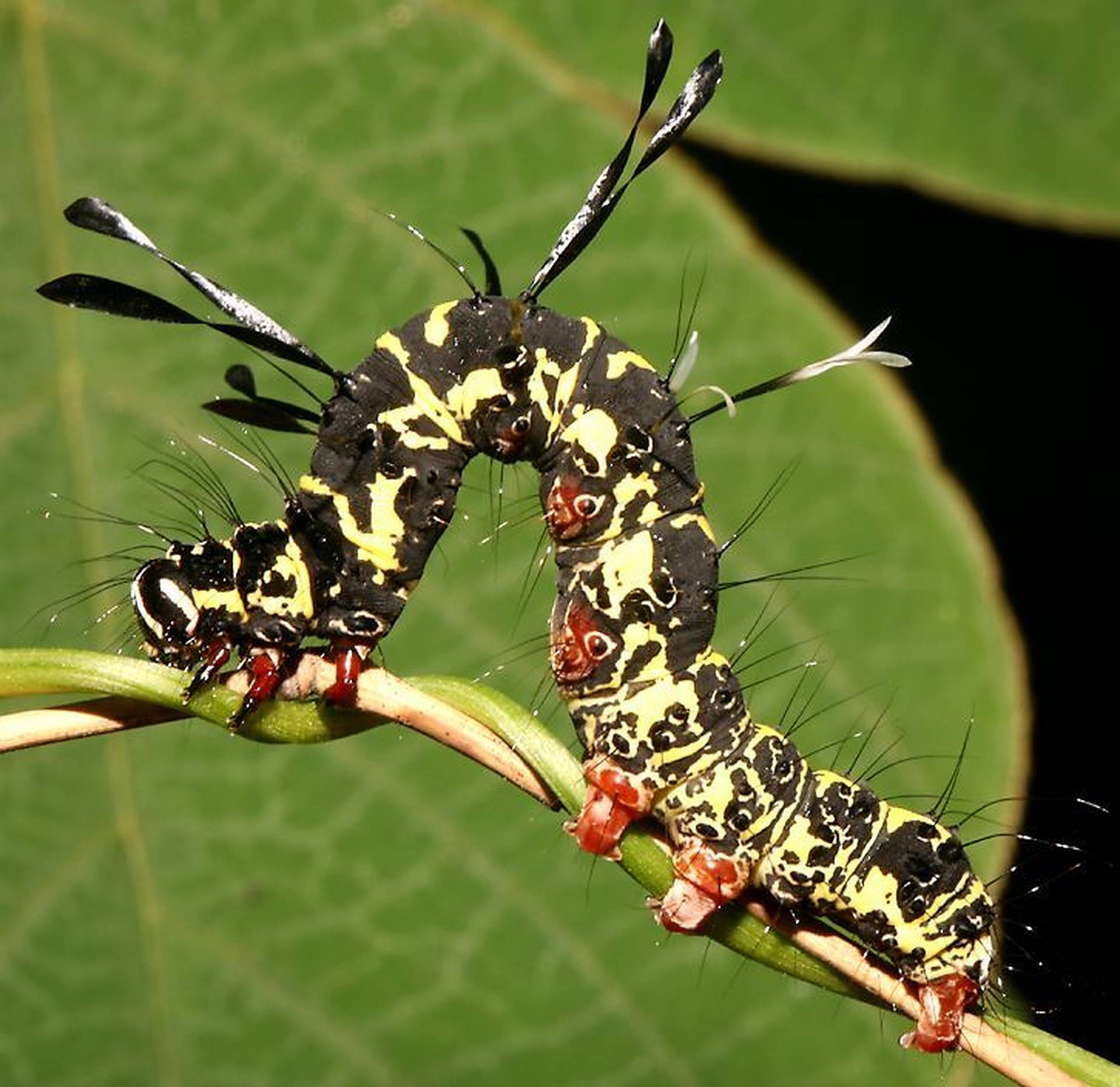 Caterpillar Insekt Med Törnen Wallpaper