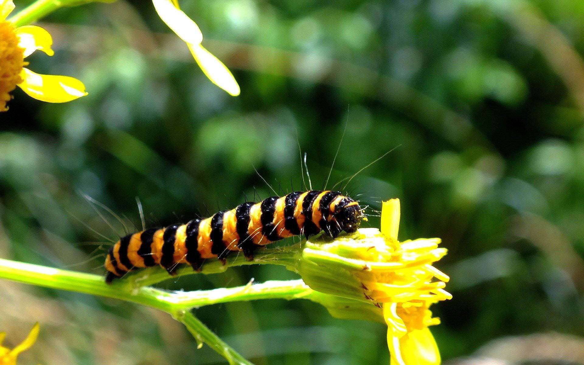 Caterpillar On Yellow Flower Background