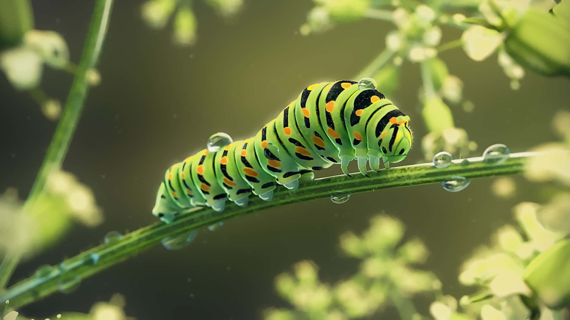 A Caterpillar Is Sitting On A Plant With Water Drops
