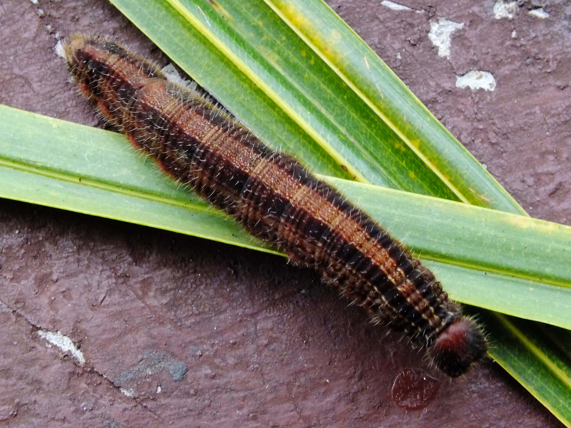 A Caterpillar On A Leaf With A Black And Brown Color
