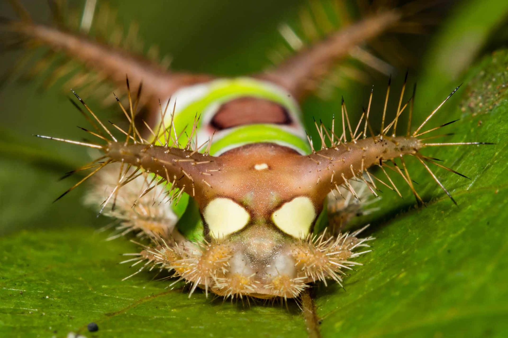 A Caterpillar With Long Hair On A Leaf