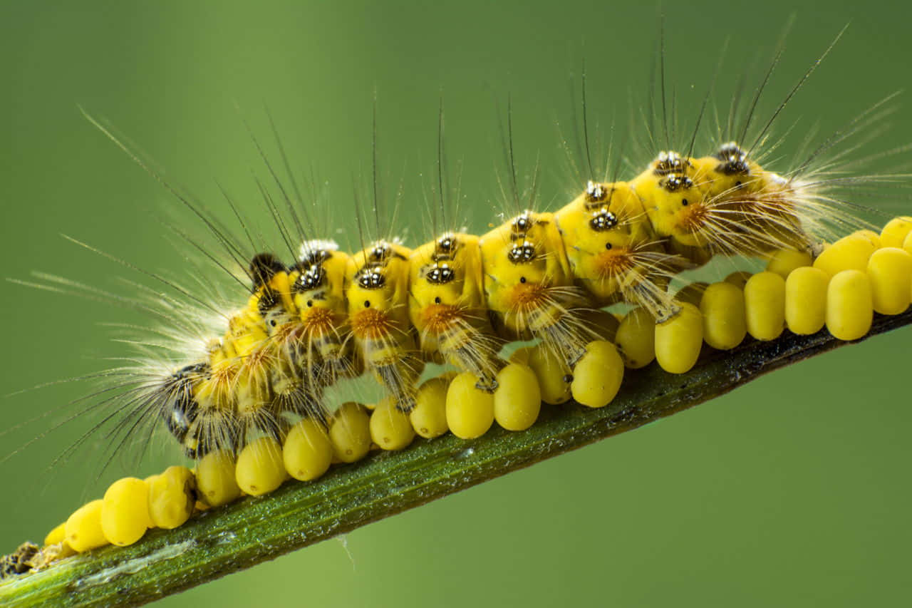 A Caterpillar Is Sitting On A Stem With Yellow Flowers