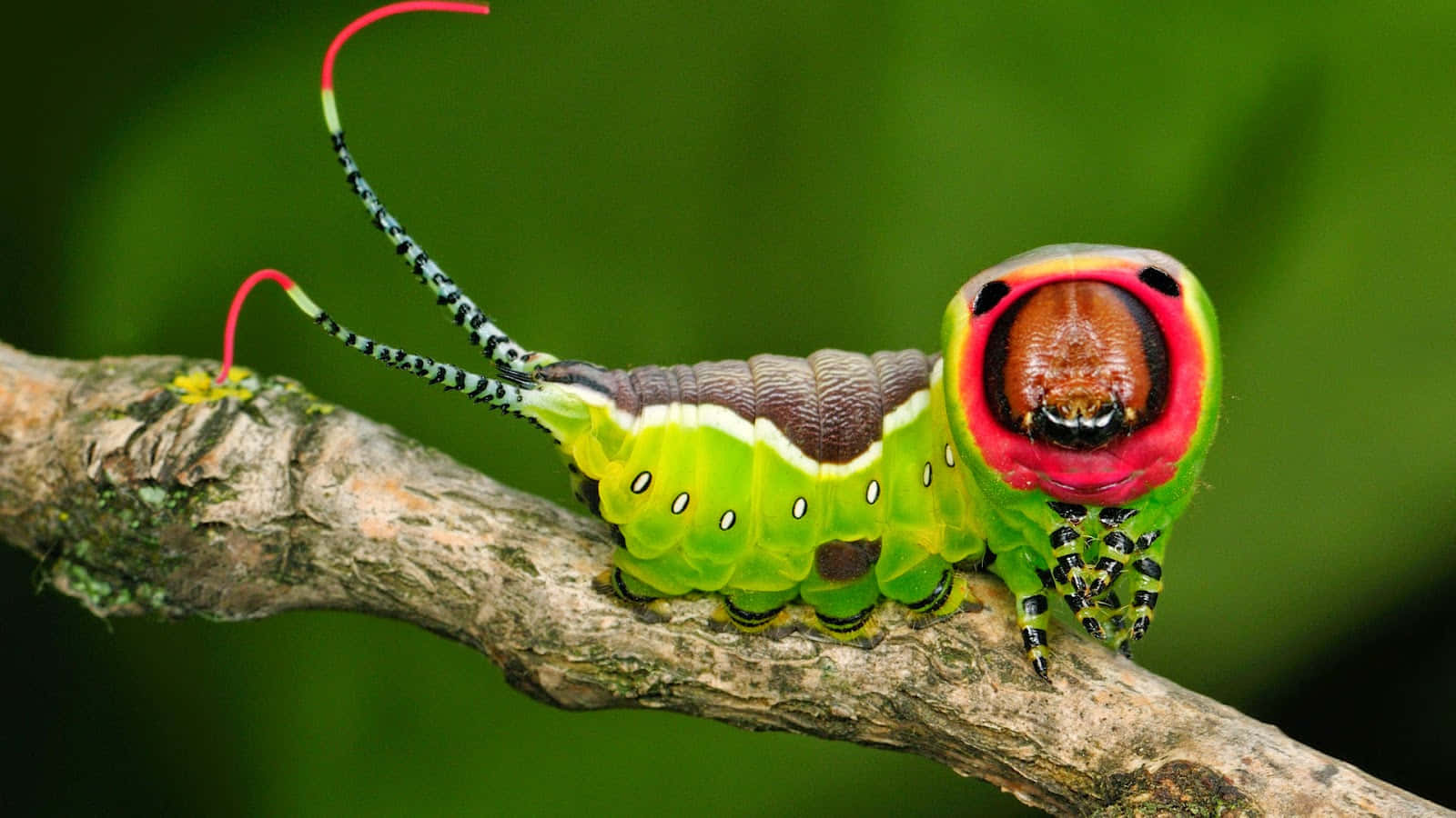 A Caterpillar Is Sitting On A Branch With Its Mouth Open