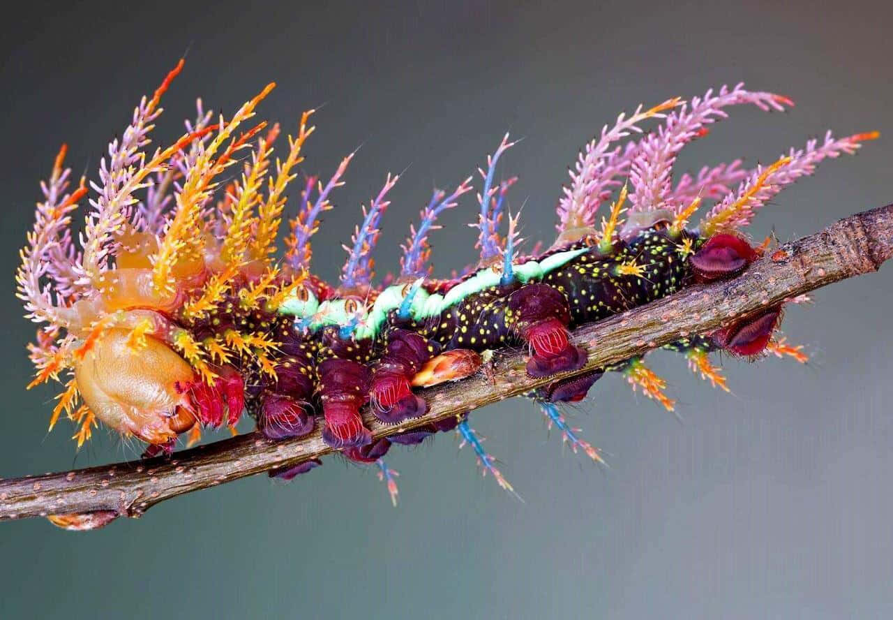 A Colorful Caterpillar On A Branch