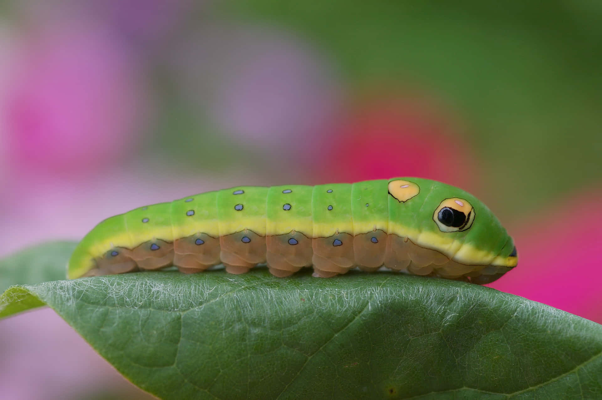 A Green Caterpillar On A Leaf With Flowers