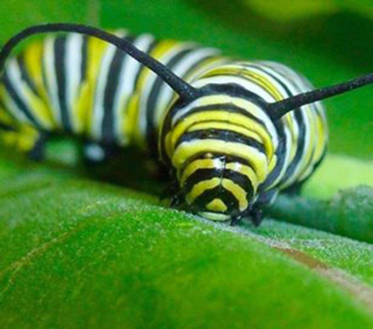 A Monarch Caterpillar Is Sitting On A Leaf