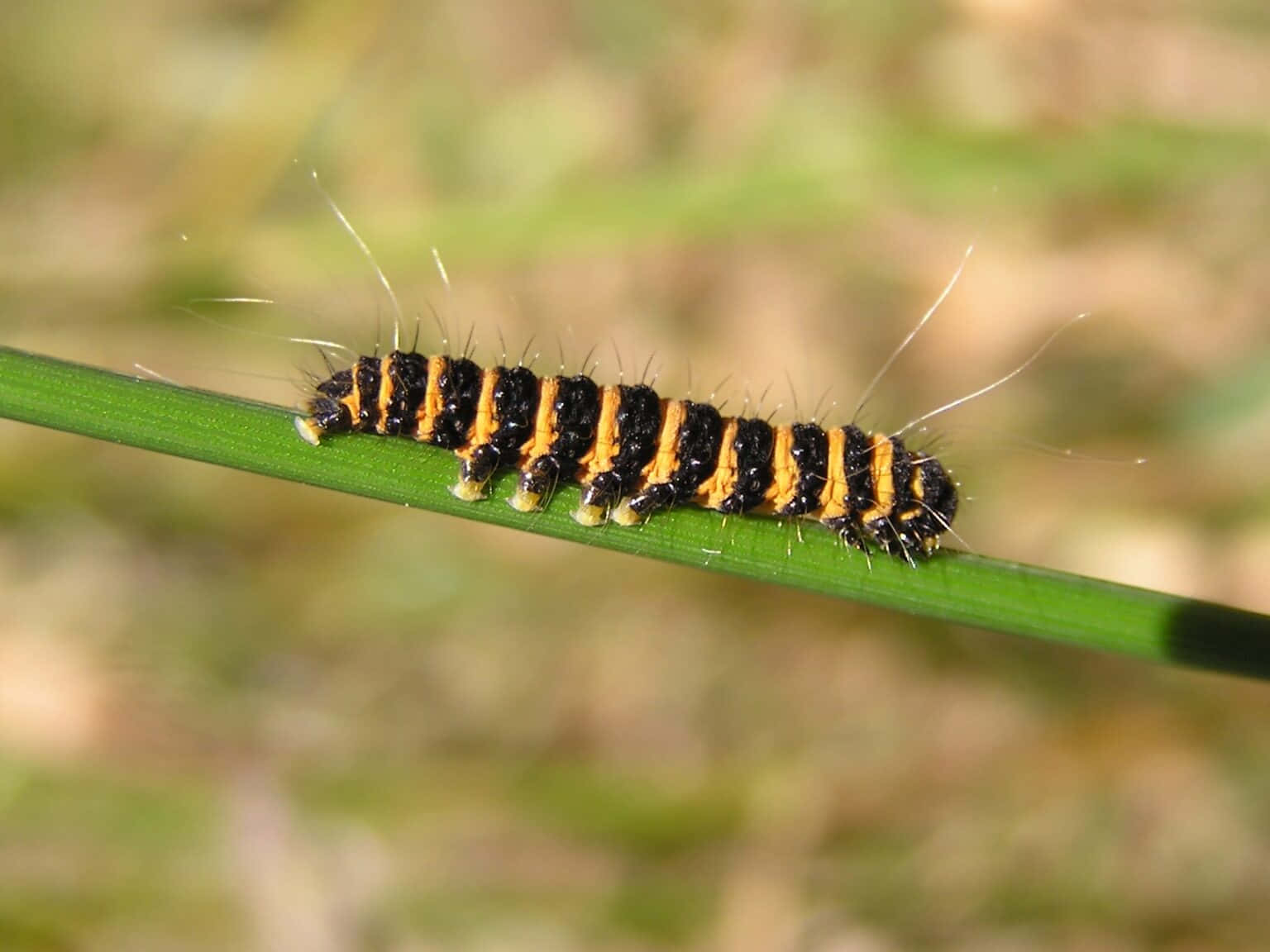 A Black And Yellow Caterpillar On A Stem