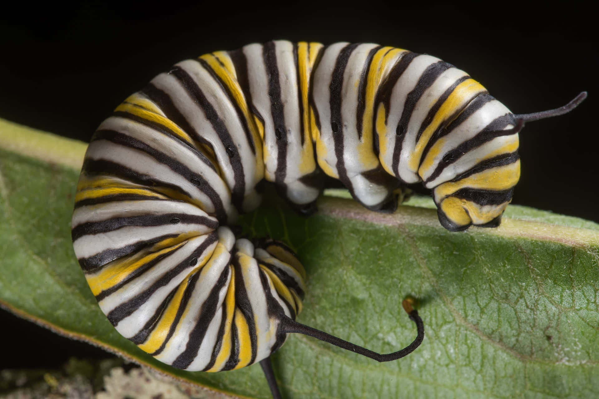 A Monarch Caterpillar Is Sitting On A Leaf