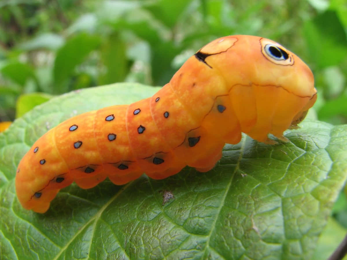 A Caterpillar On A Leaf With Black Spots