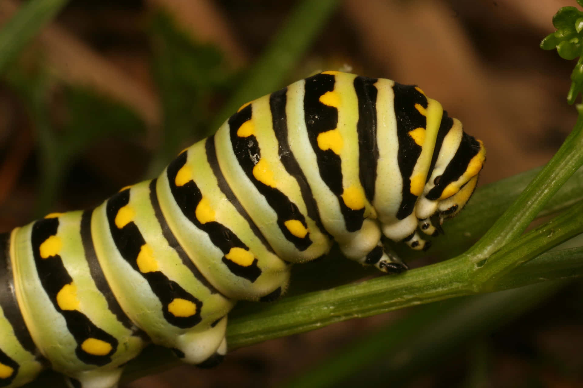 A Black And Yellow Caterpillar On A Green Plant