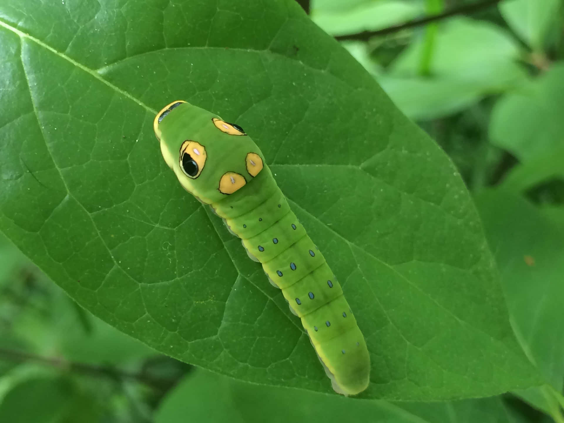 A Green Caterpillar On A Leaf With Yellow Eyes