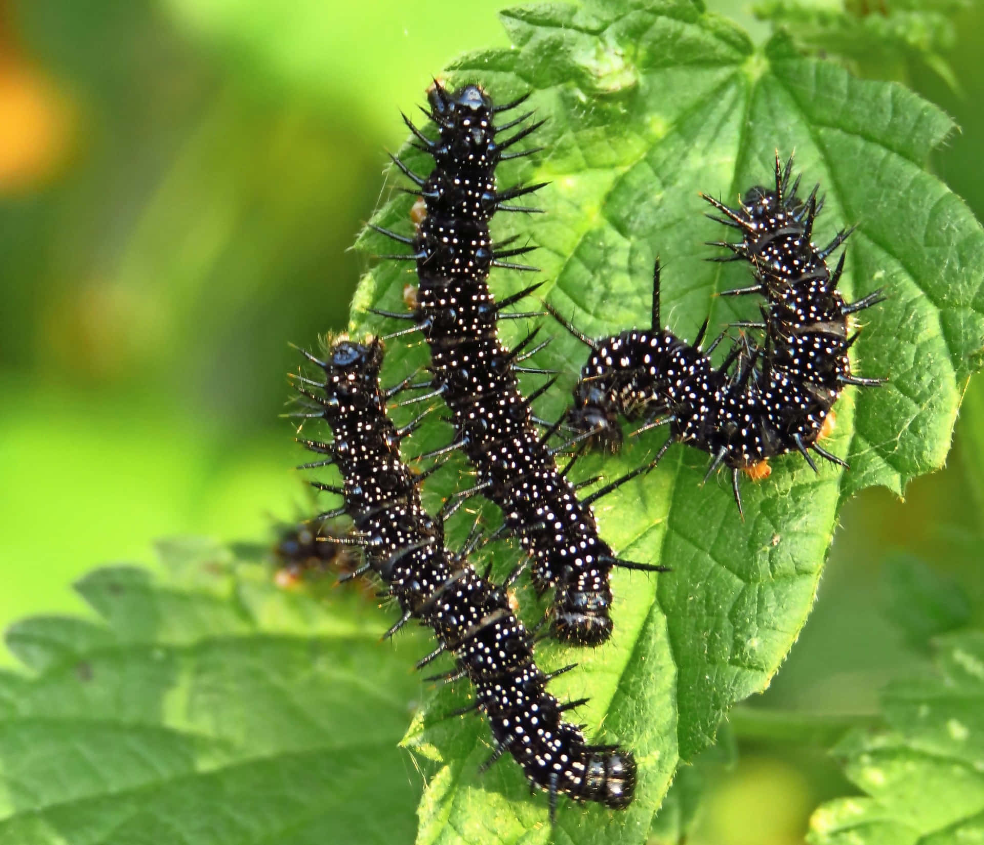 A Group Of Caterpillars On A Leaf