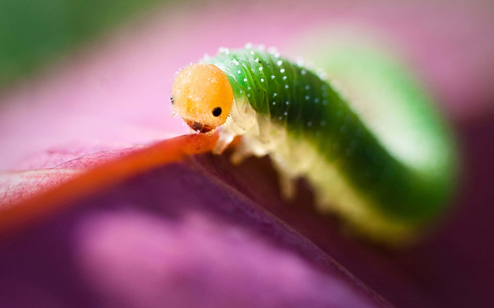 A Green And Yellow Cater Worm On A Leaf