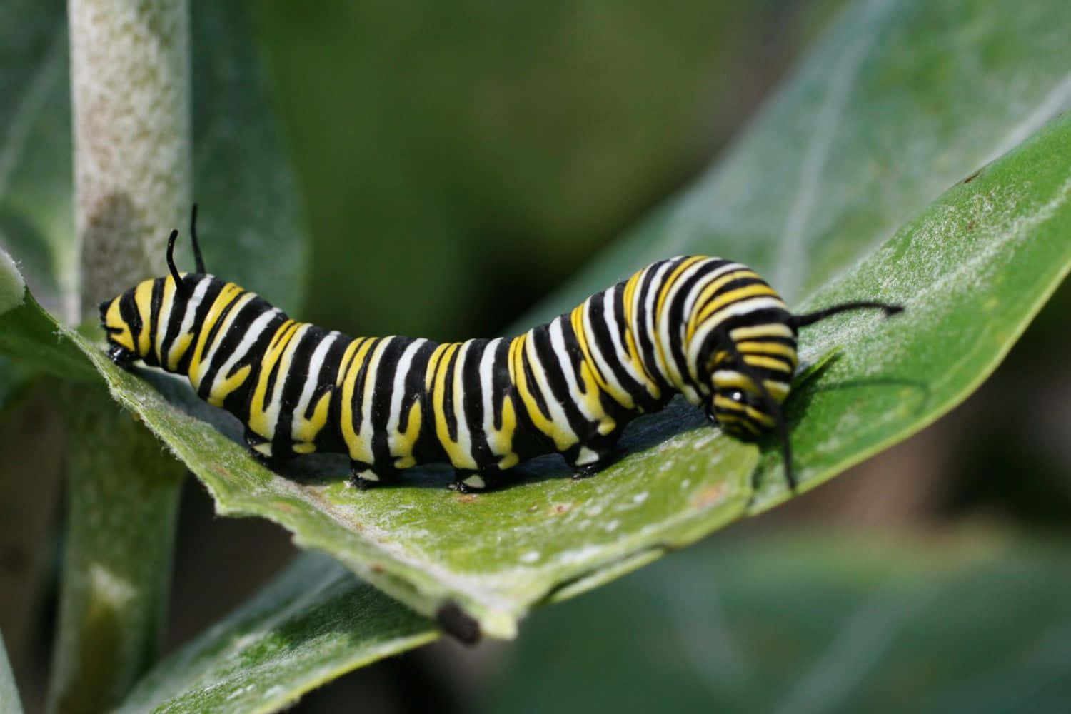 Monarch Caterpillar On A Leaf