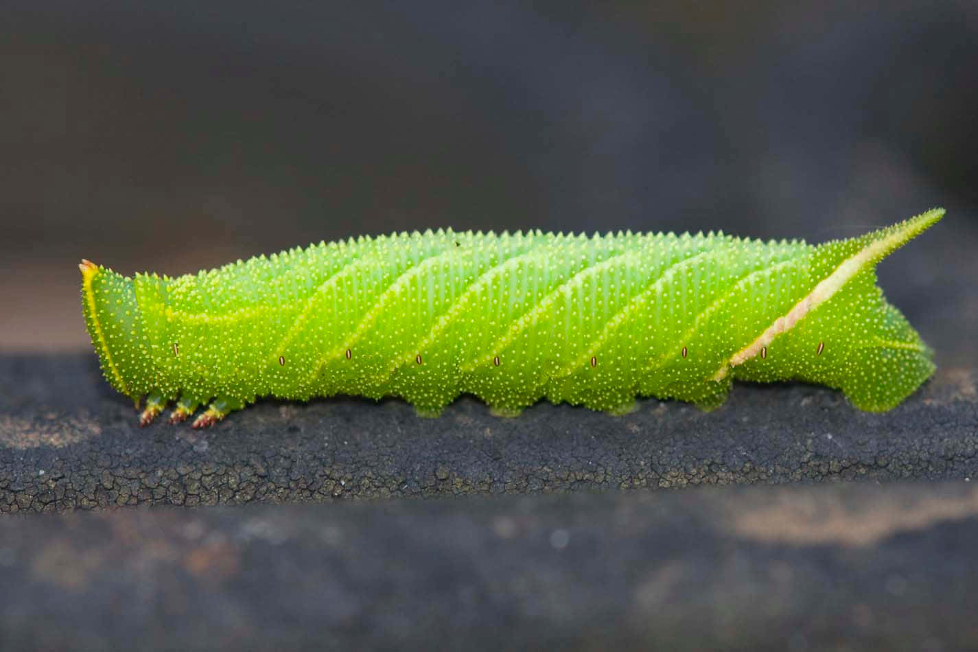 A Green Caterpillar Is Sitting On A Black Surface
