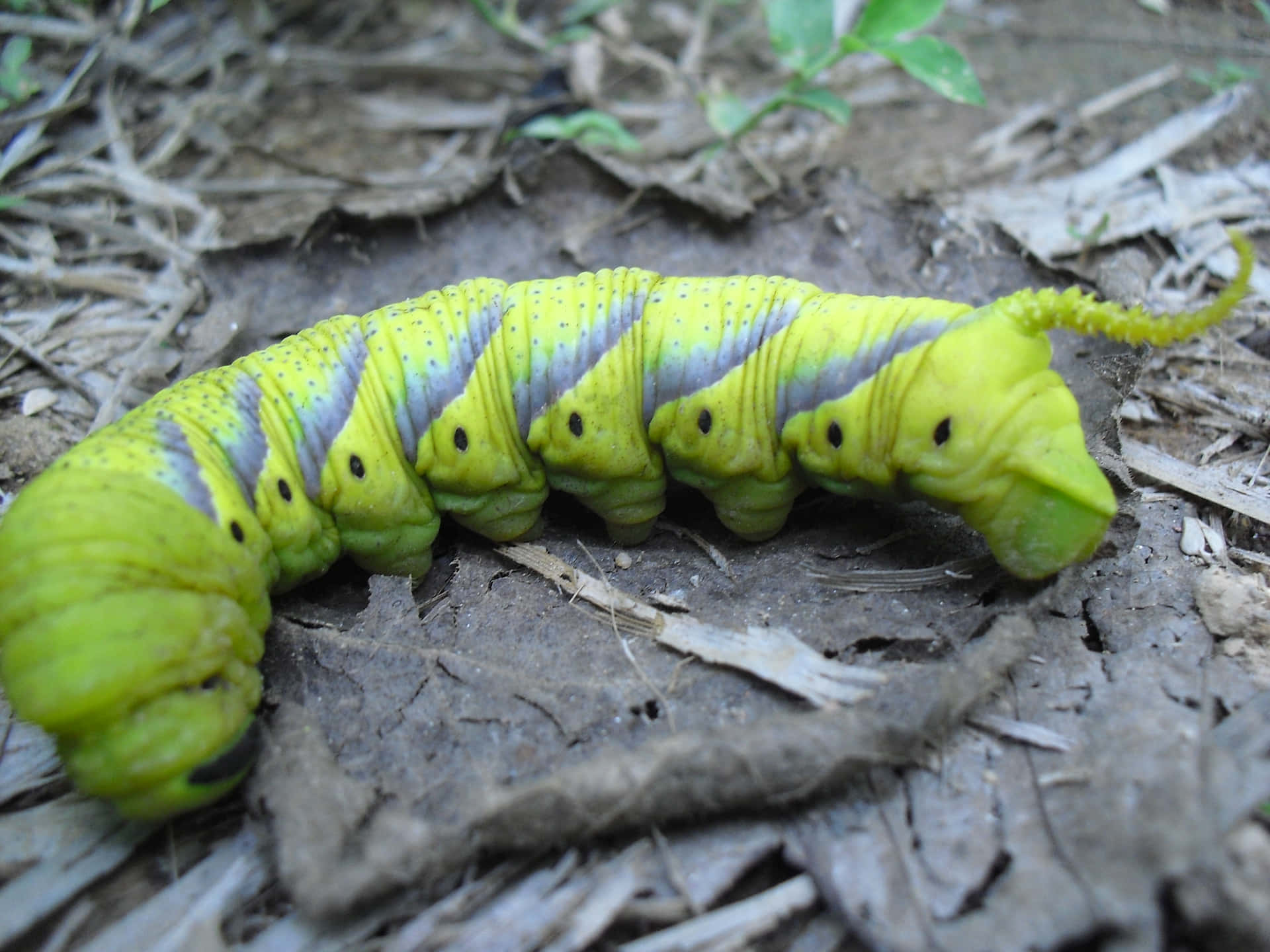 "Powering The World - The Mighty Caterpillar"