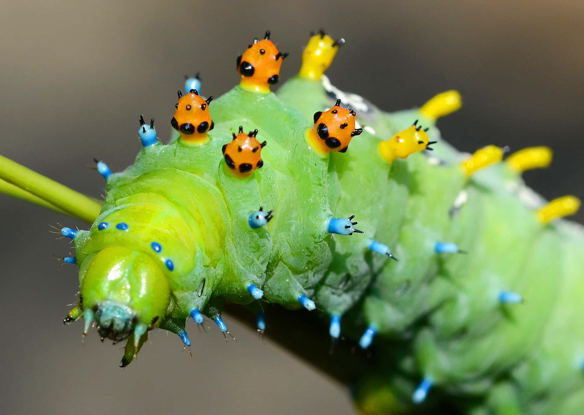 Lavorandodiligentemente Con Caterpillar