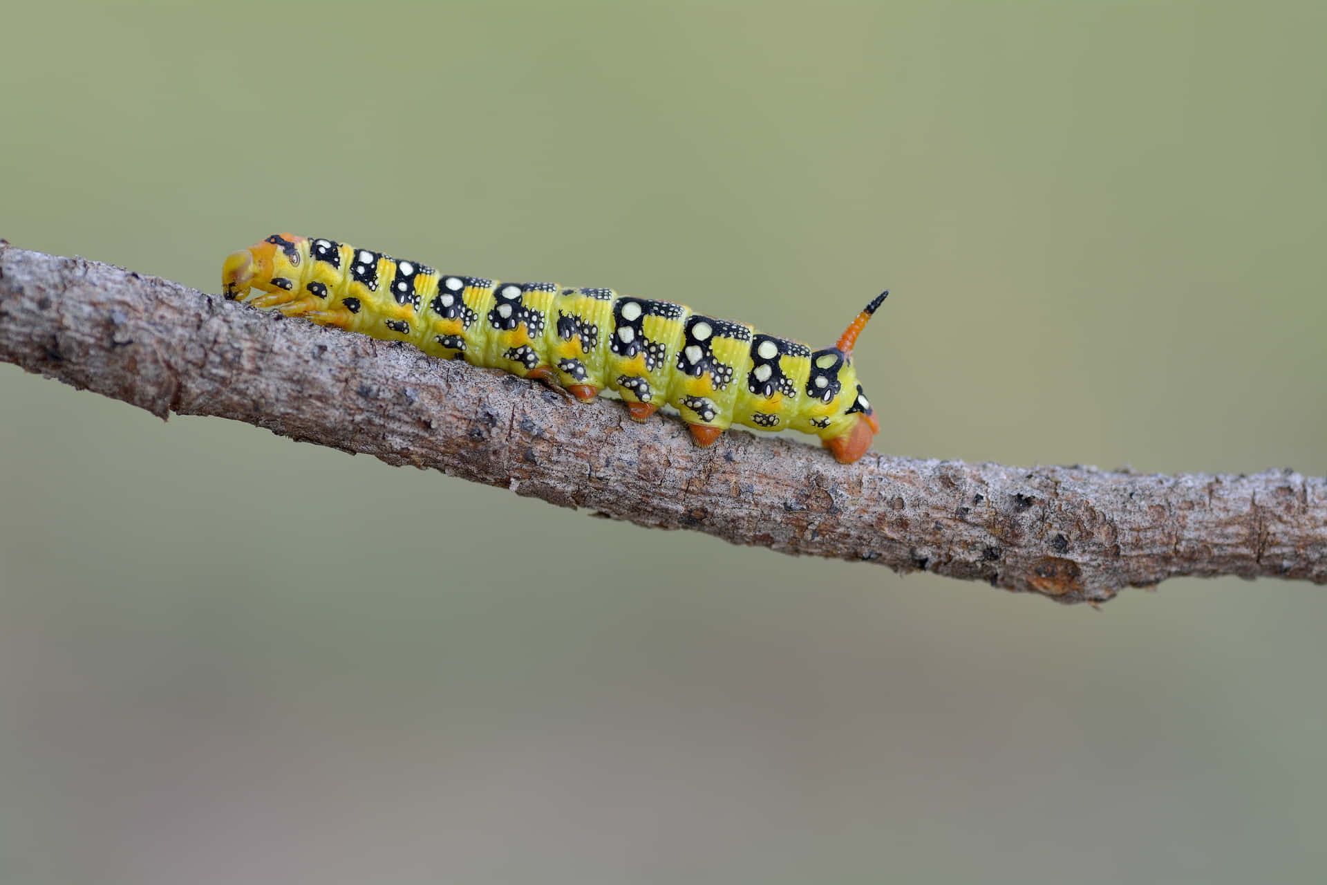 Image  A Shining Yellow Caterpillar on a Branch