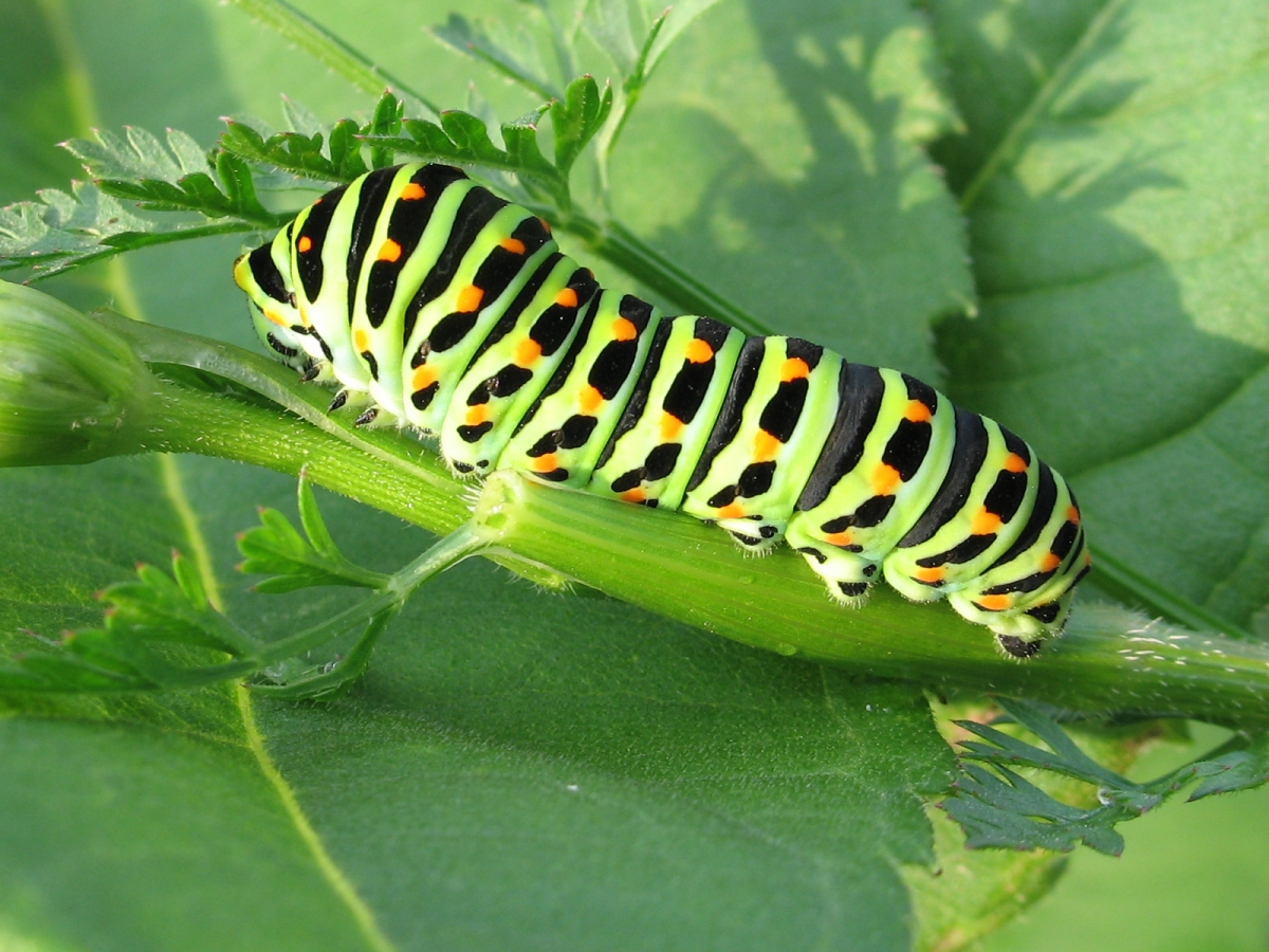 A Caterpillar On A Leaf