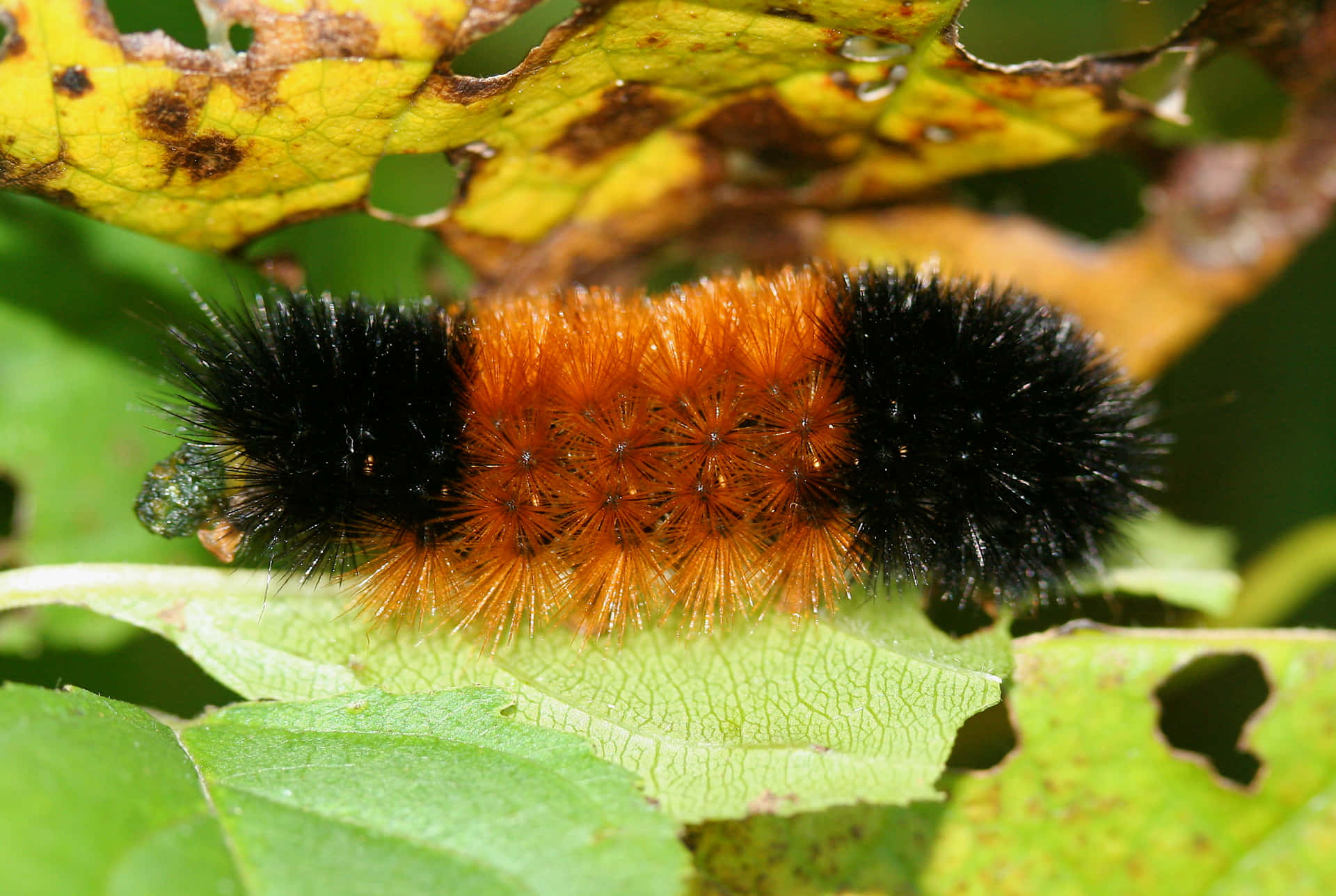A Black And Orange Caterpillar