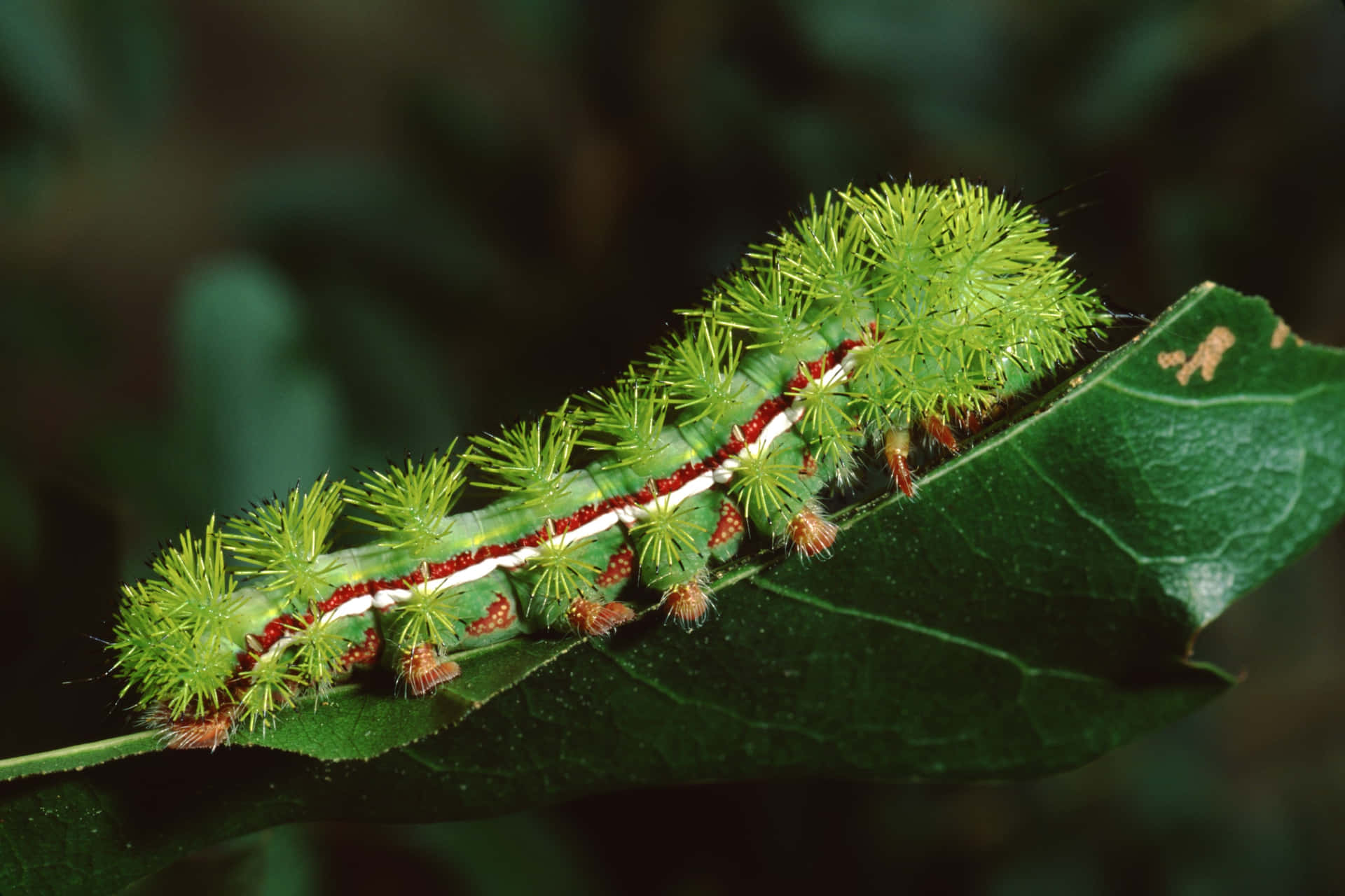 A Green Caterpillar On A Leaf