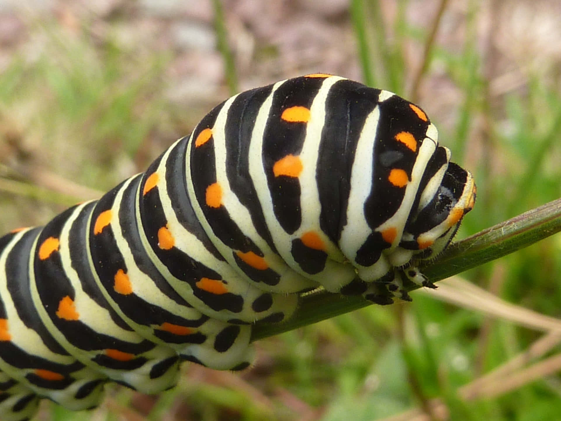A Black And Orange Caterpillar On A Stem
