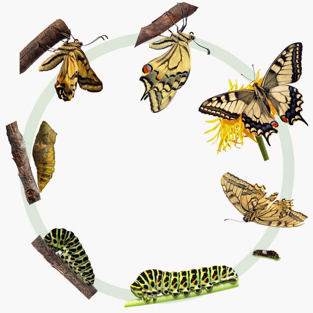 Witness the Magical Transformation of a Caterpillar into a Butterfly Wallpaper