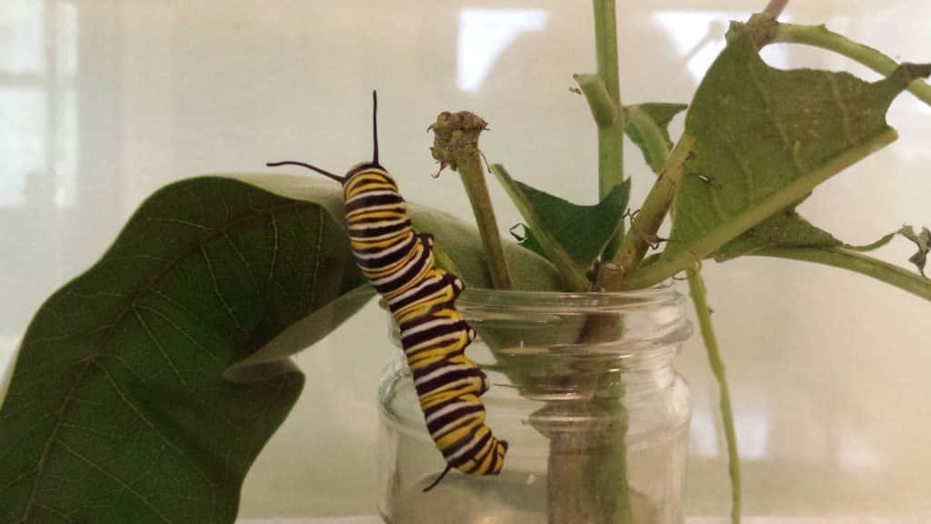 Witness the beautiful transformation of a caterpillar Wallpaper