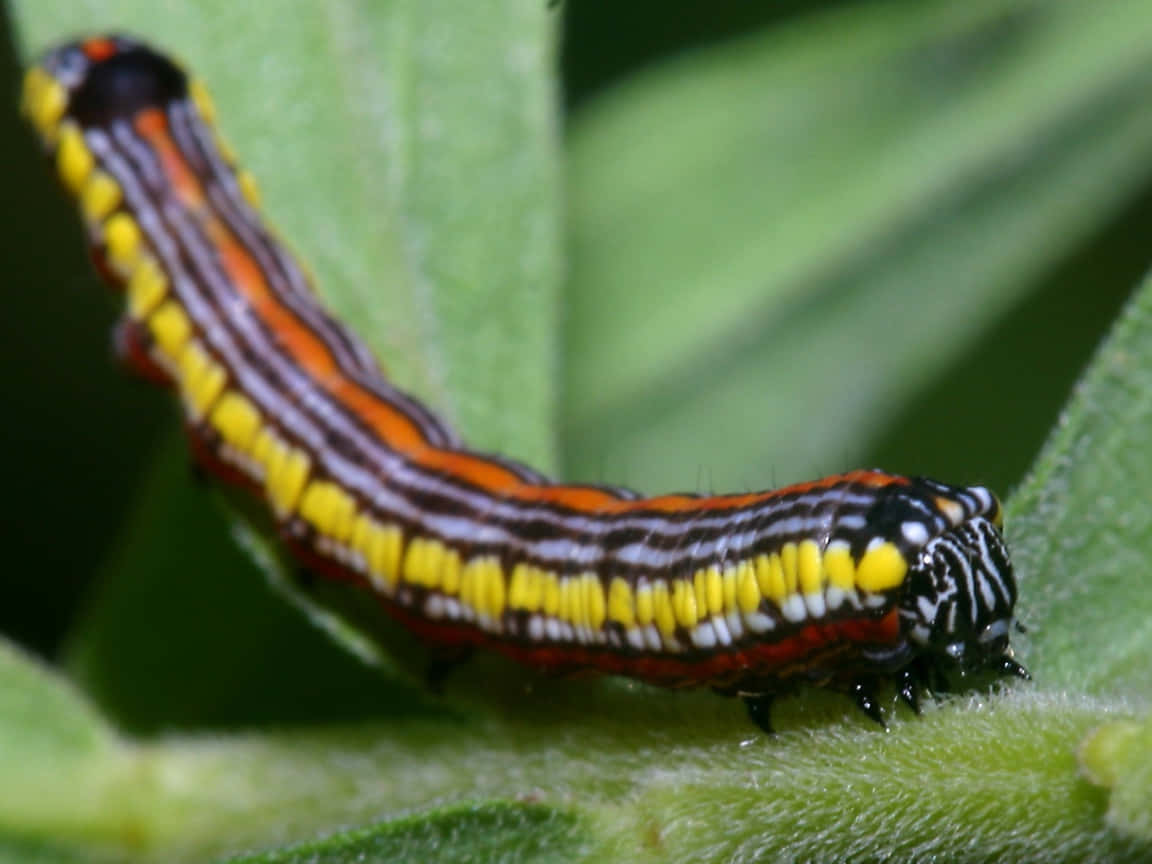 A miraculous Caterpillar Transformation Wallpaper