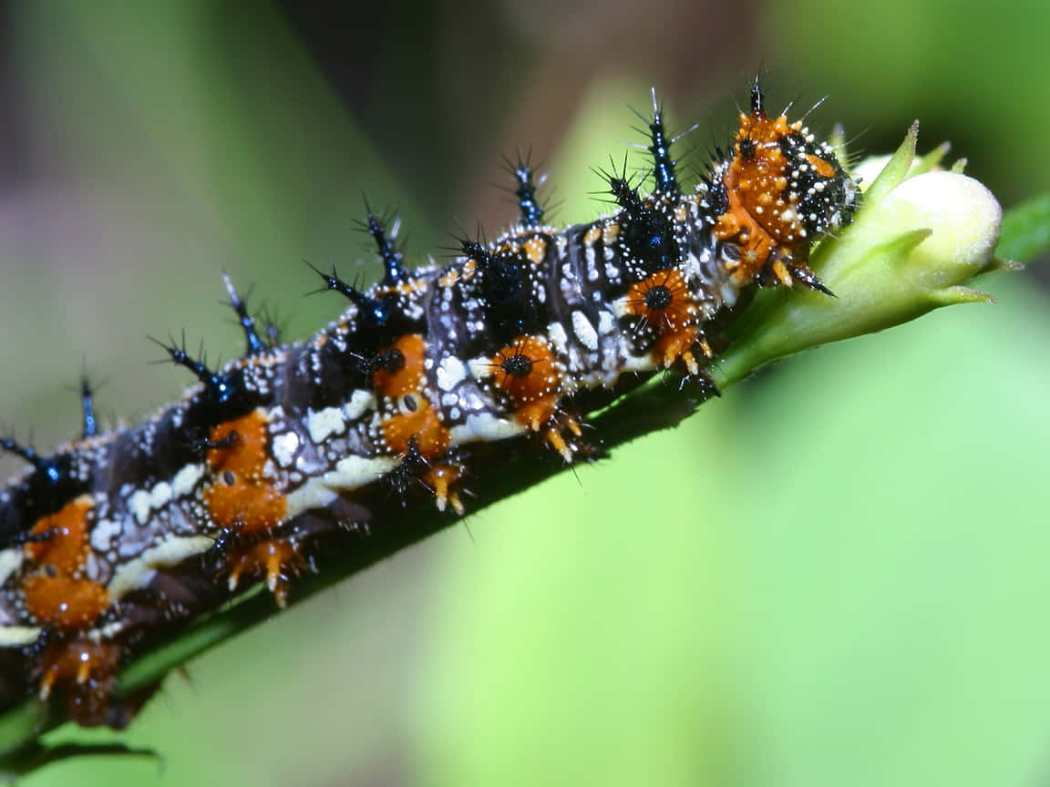 Witness the beauty of nature as a caterpillar transforms into an incredible butterfly Wallpaper