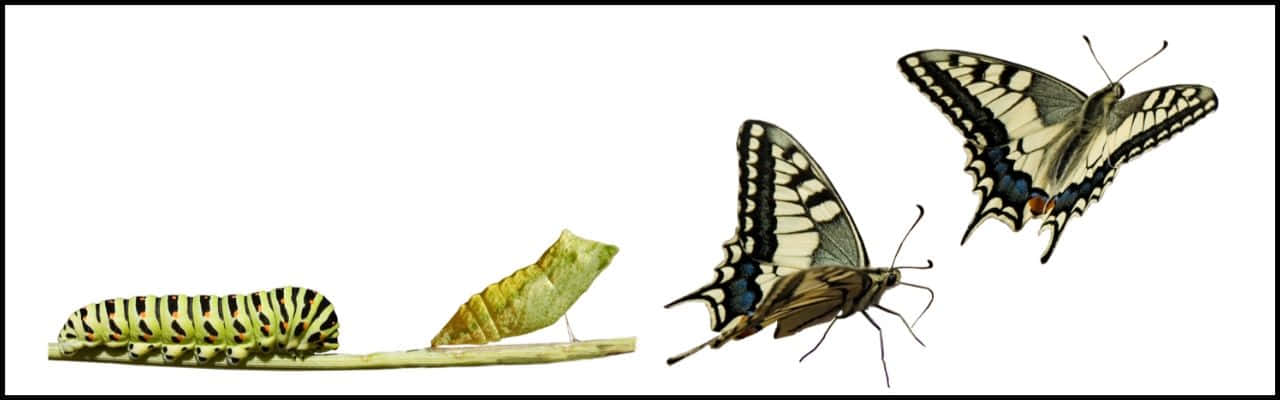 Metamorphosis of a caterpillar into a butterfly Wallpaper