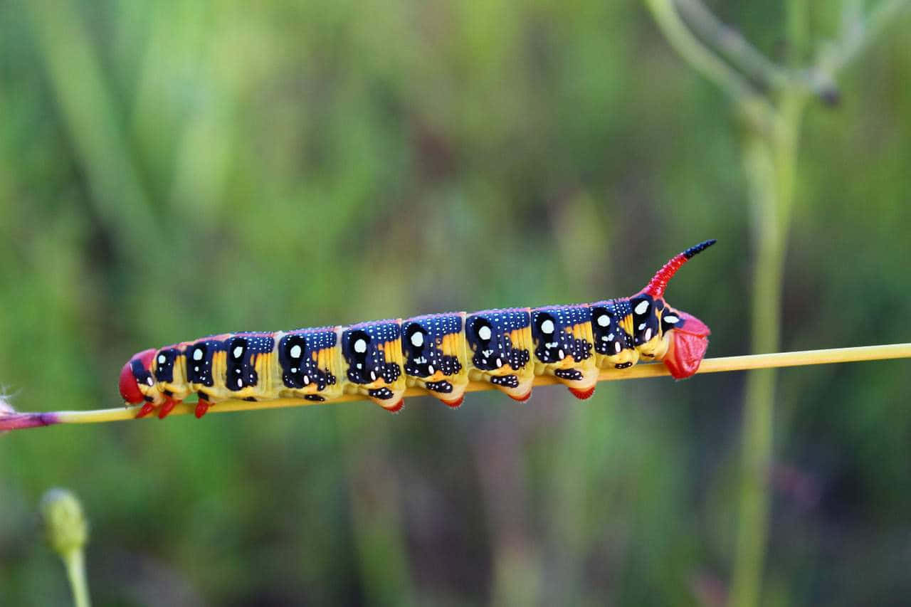 Watch the Amazing Transformation of a Caterpillar into a Butterfly Wallpaper