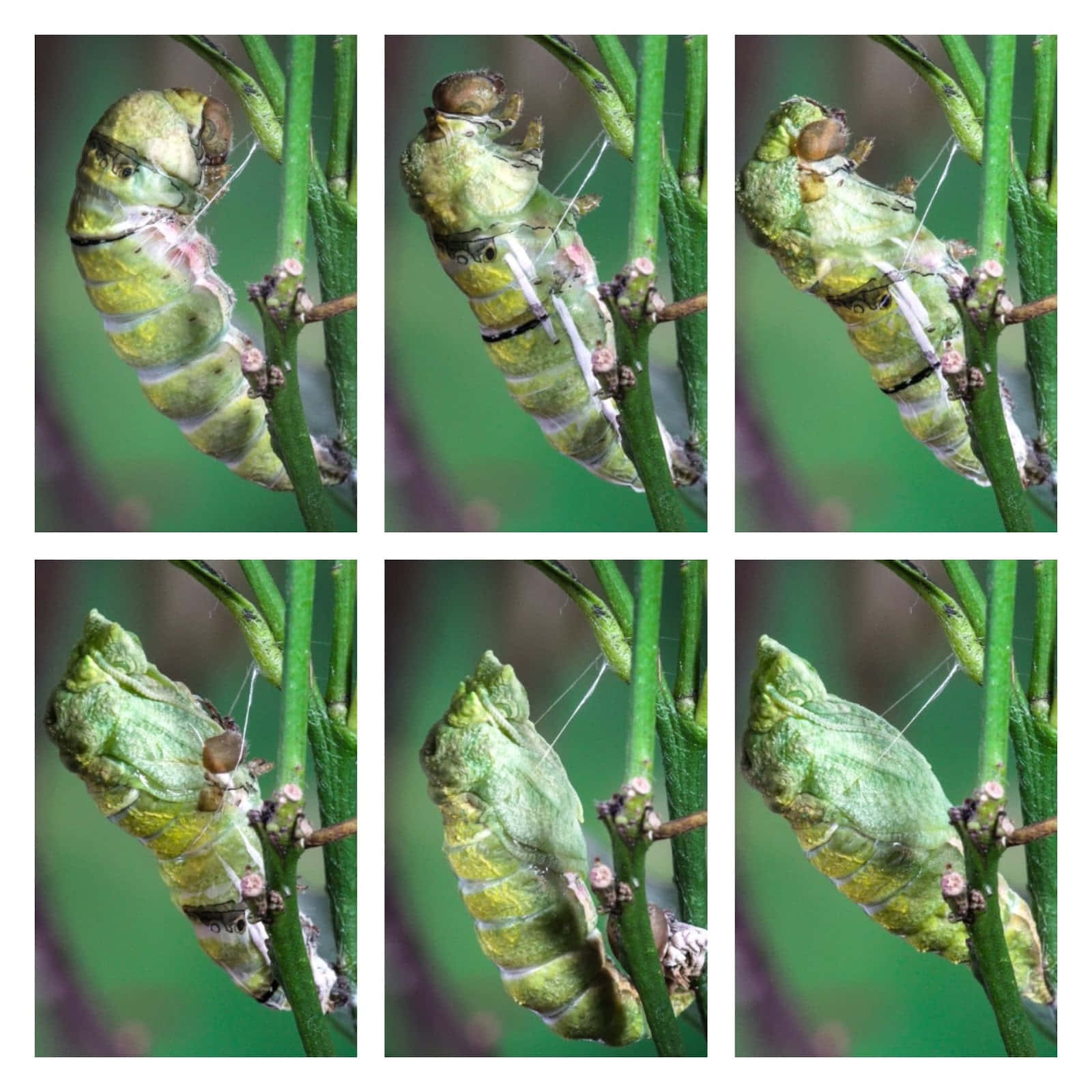 Image  Transformation of a Caterpillar Wallpaper