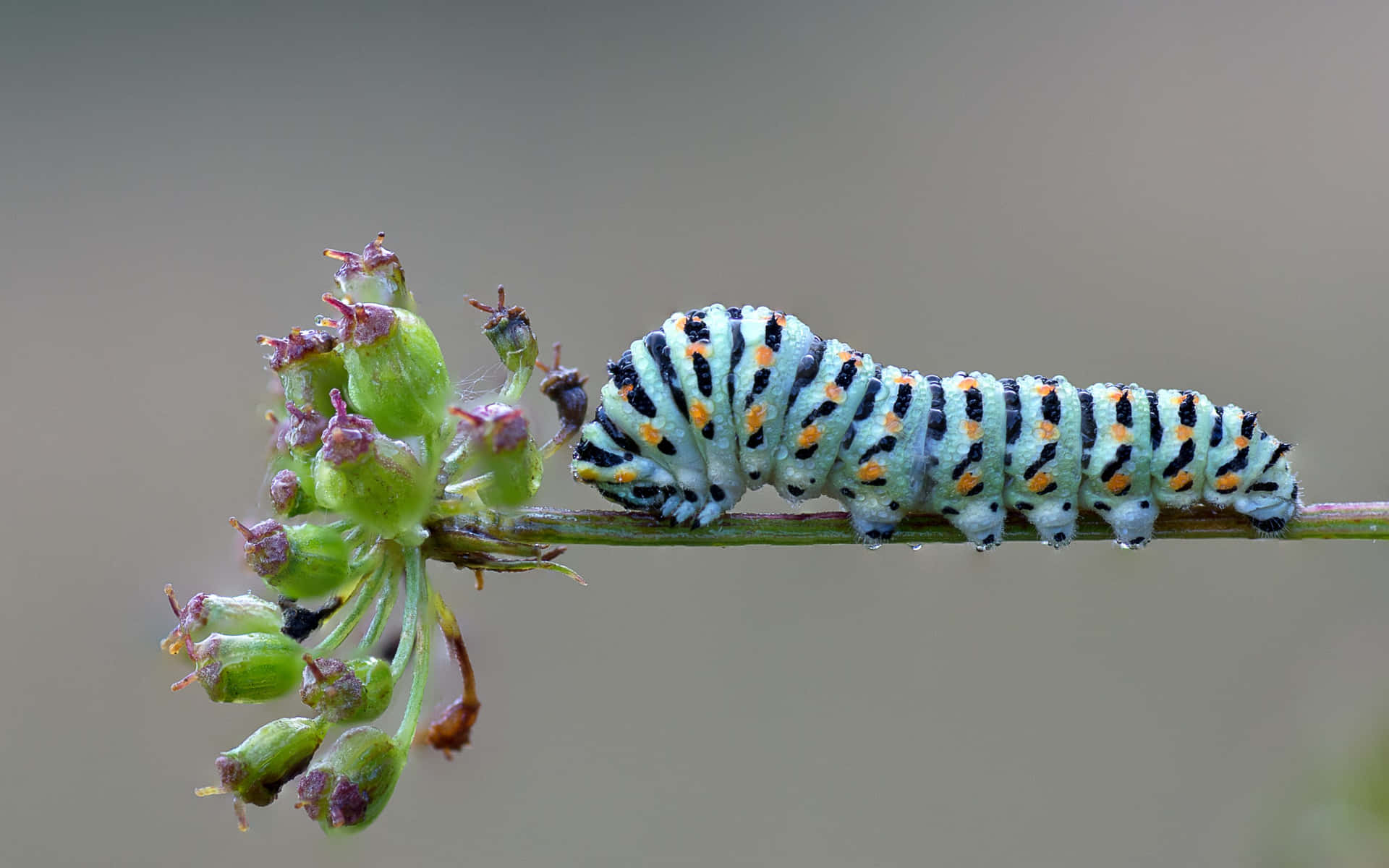 "Witness the Transformation: Caterpillar to Butterfly" Wallpaper