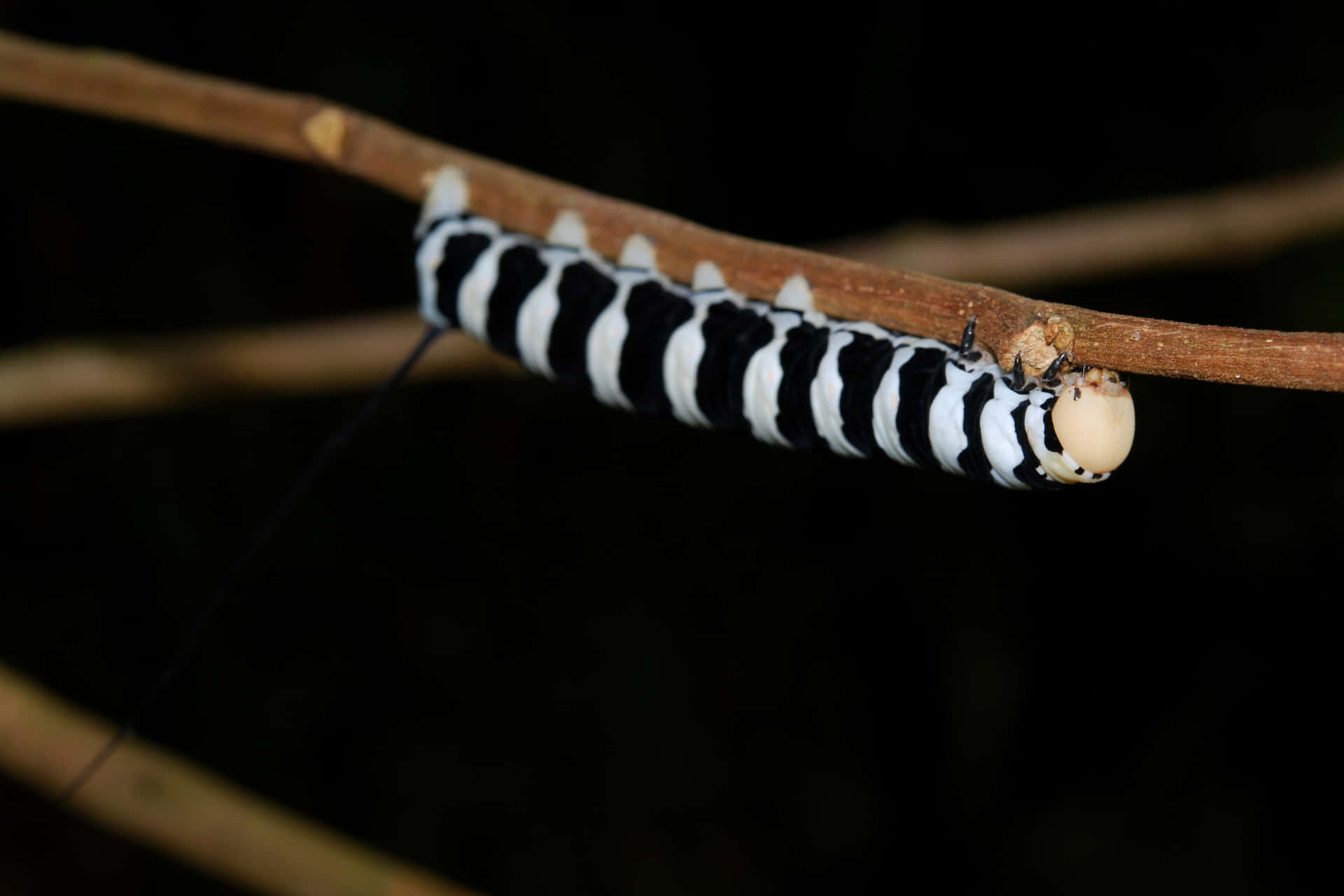 The magic of metamorphosis - the dramatic transformation of a caterpillar into a butterfly Wallpaper