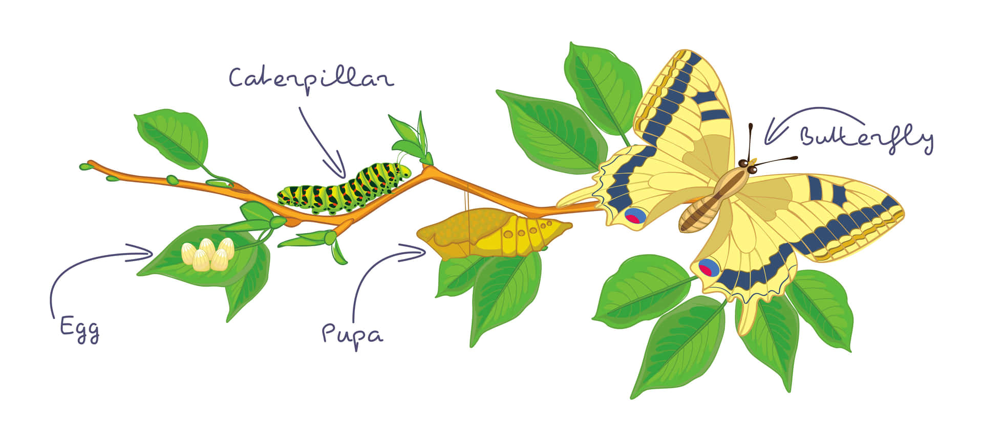 Transformation of a Caterpillar Wallpaper
