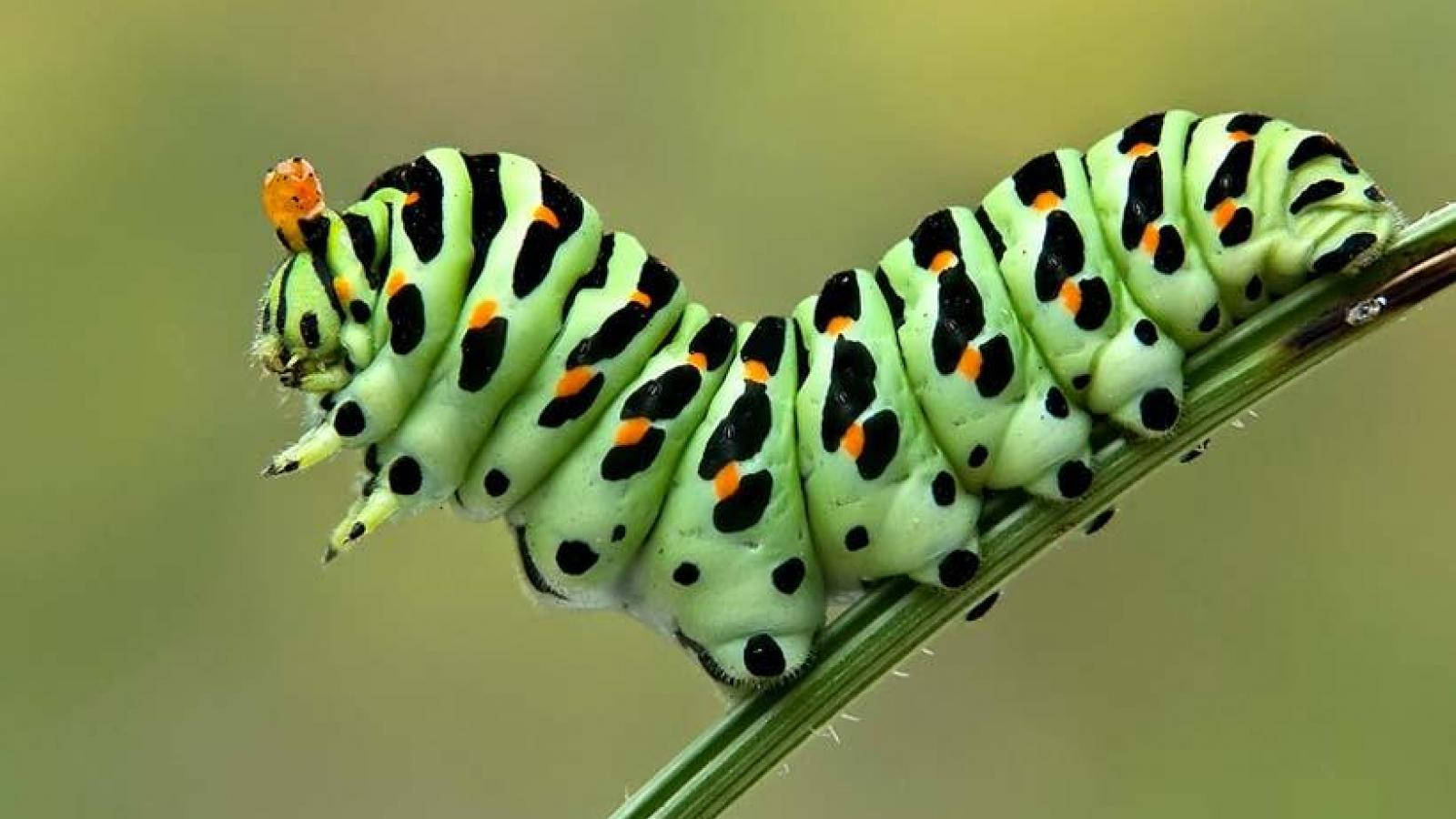 Caterpillar With Black And Orange Pattern Wallpaper