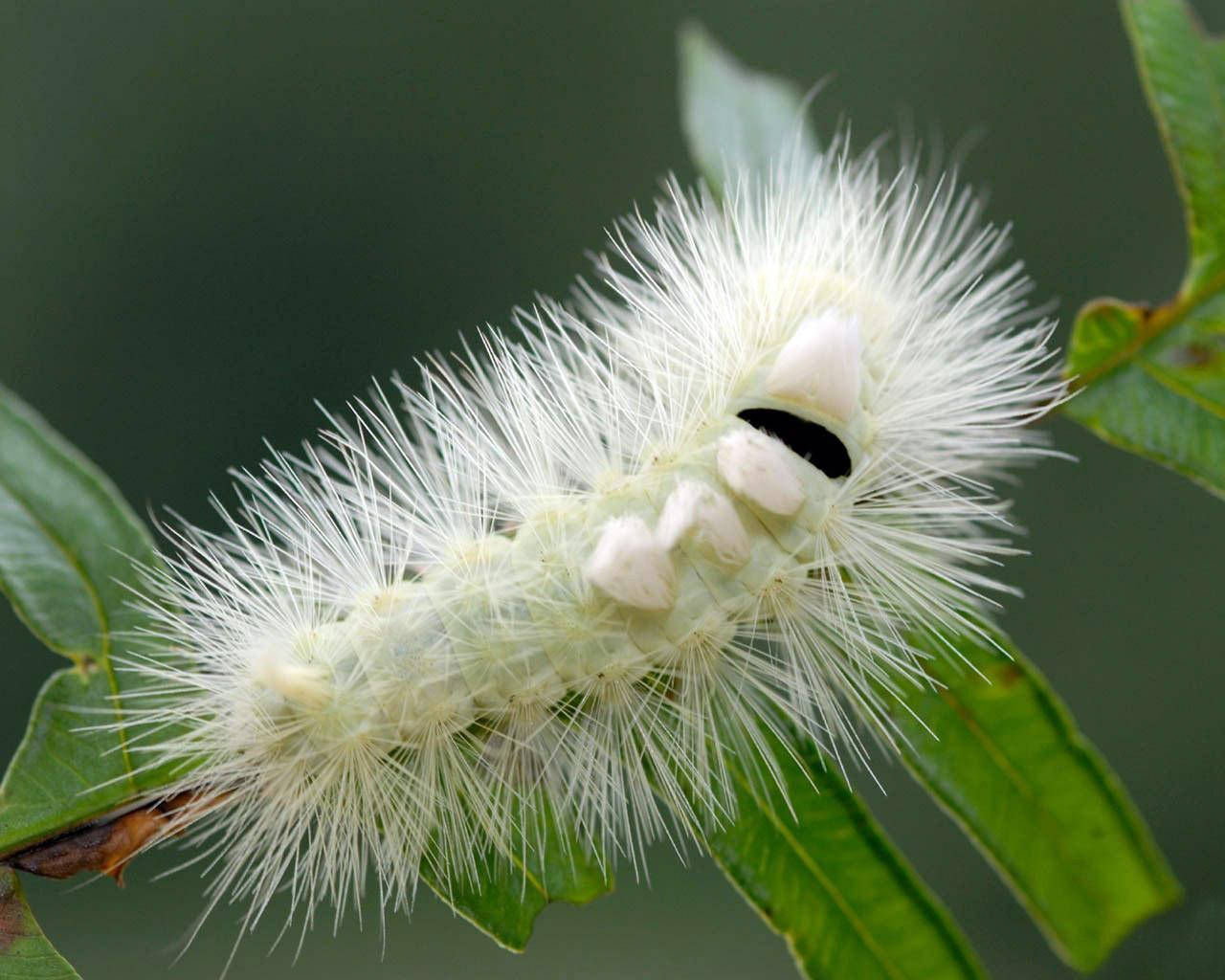 Caterpillar With White Long Hair Wallpaper