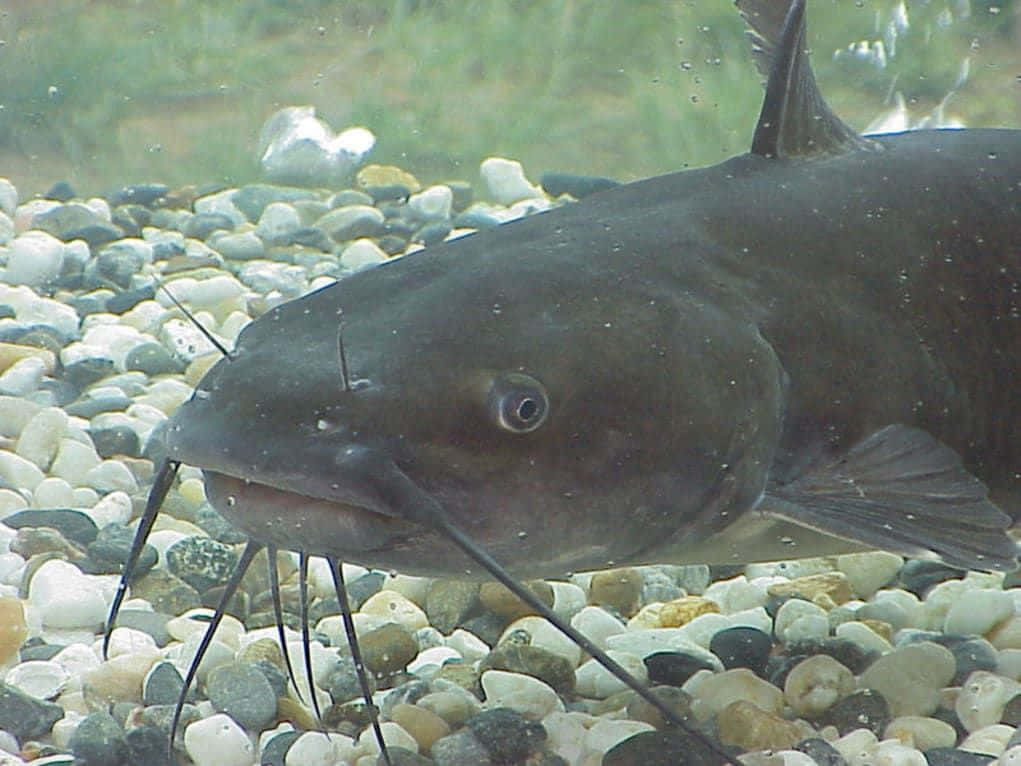 A Catfish Swimming In A Tank