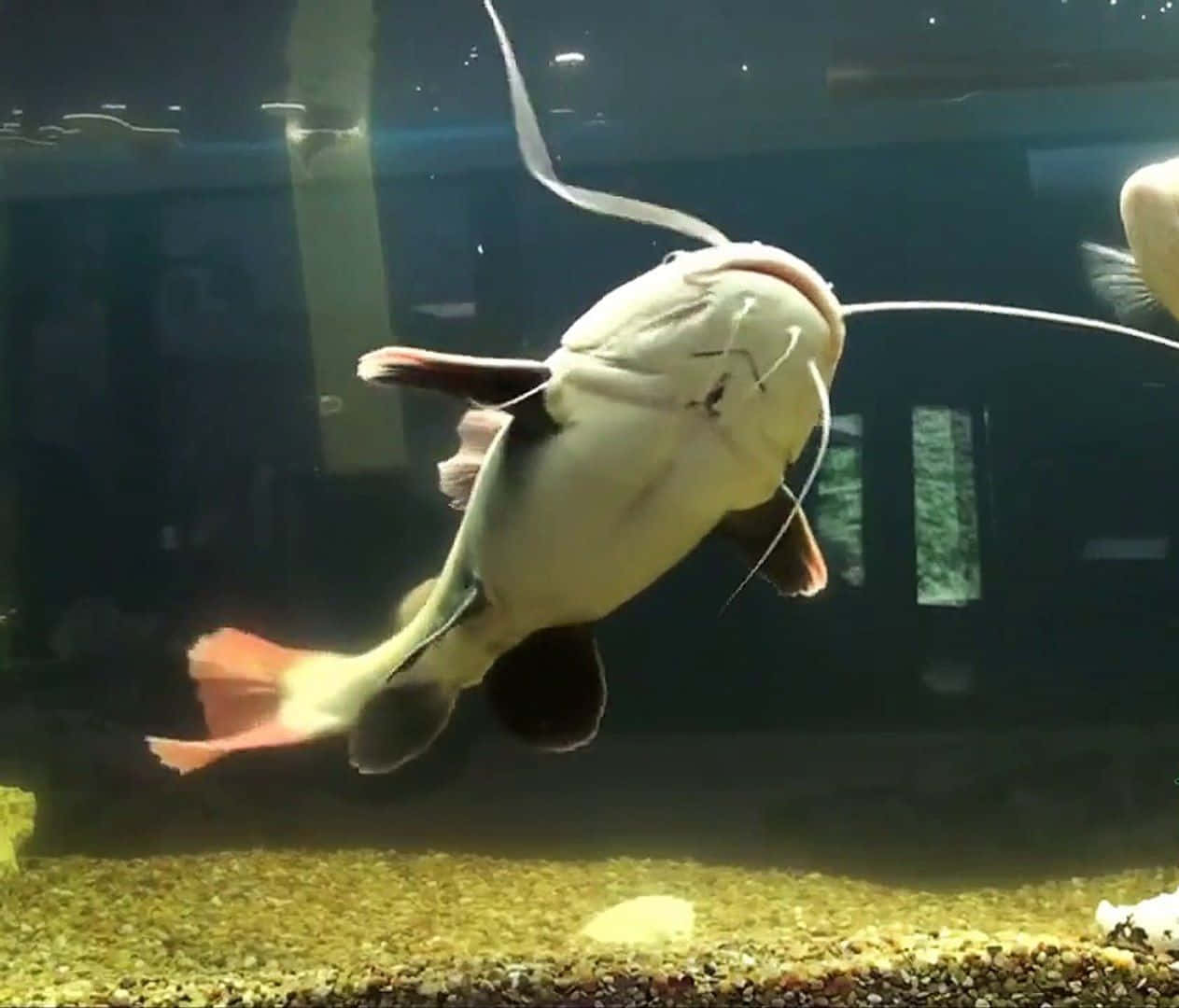 A close-up image of a majestic catfish swimming underwater