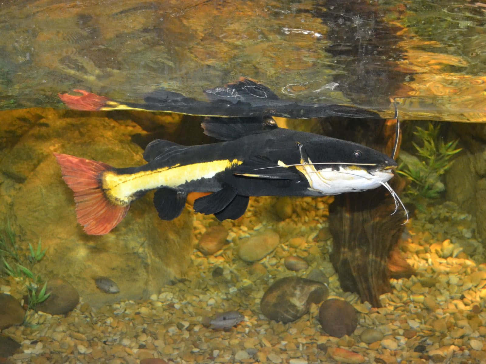 A Large Catfish Swimming in the Water