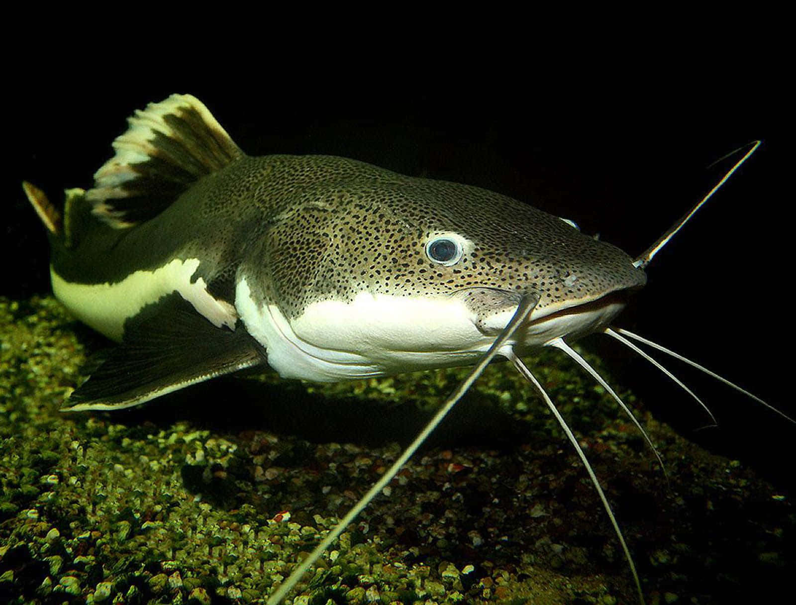 A close-up of a catfish swimming underwater in a dark environment.