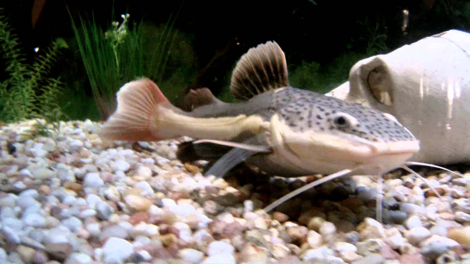 a catfish is swimming in an aquarium with gravel