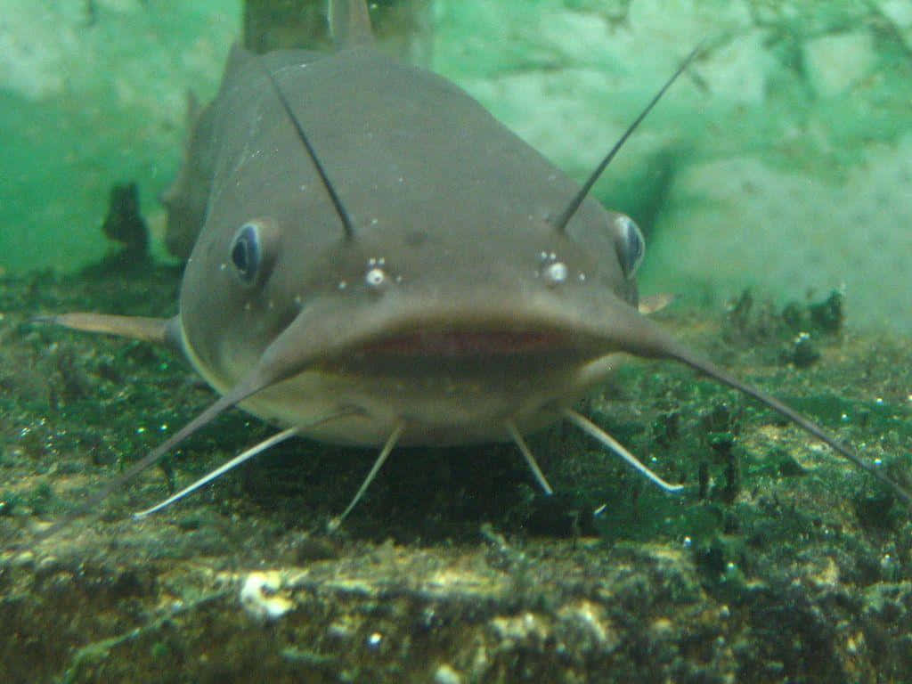 This happy catfish is ready for a swim Wallpaper