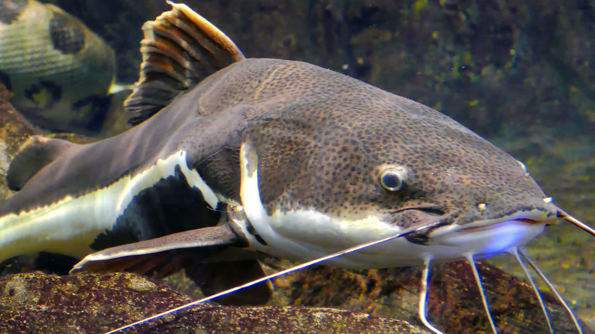 A Catfish admires its habitat Wallpaper