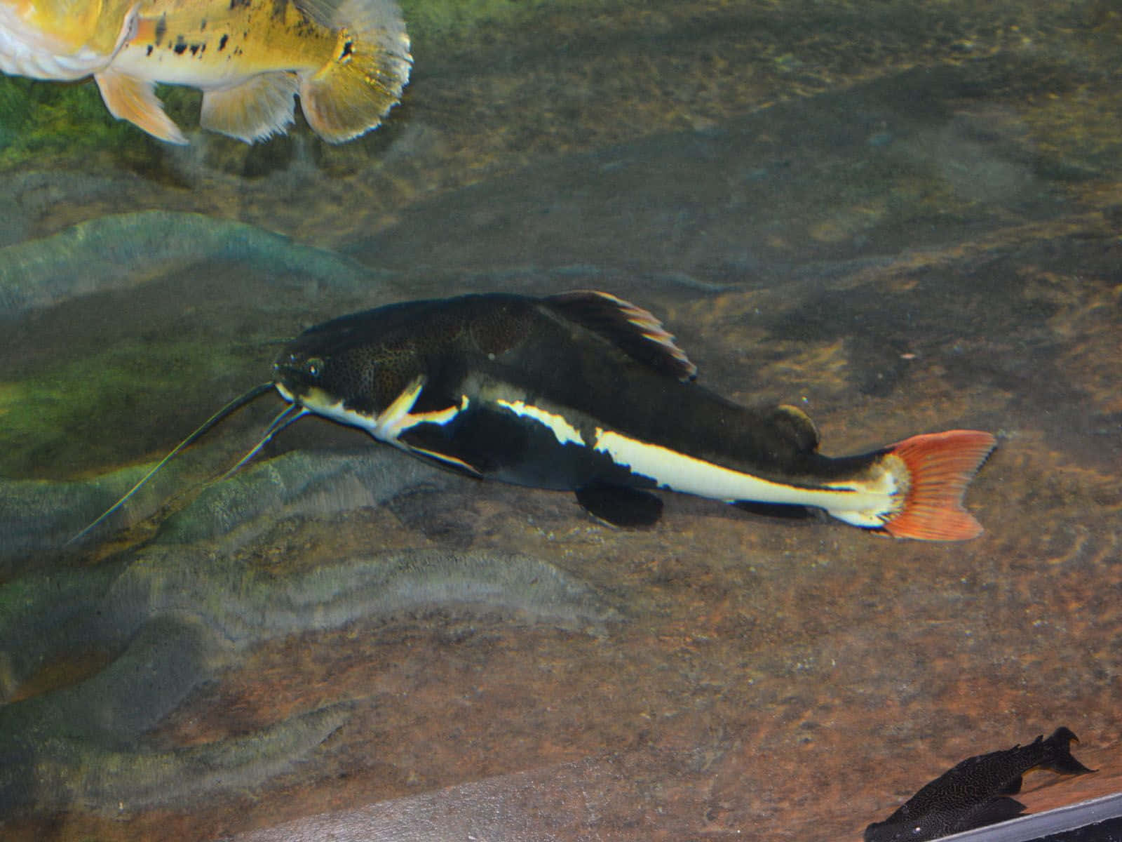 Catfish Visible On Clear Water Wallpaper