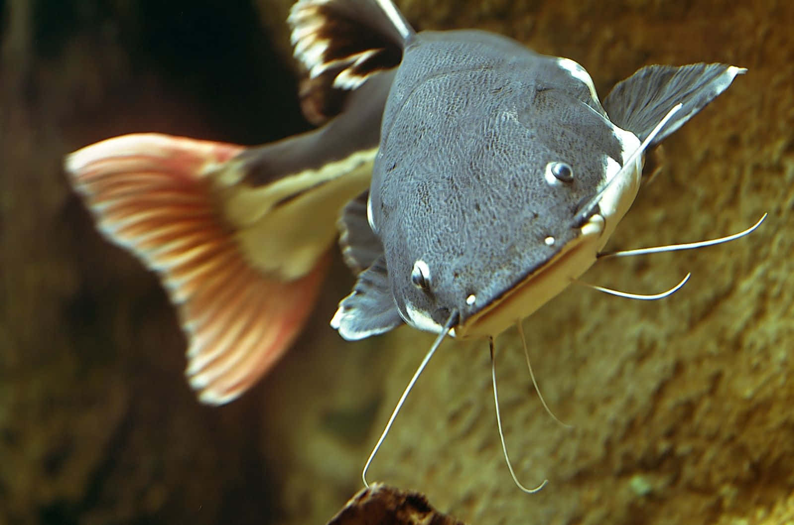 Download A Catfish Swimming In An Aquarium Wallpaper